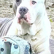 Buster is registered to the contest to win money with this photo: dog, toy, outdoor, pet, animal, resting, white, gray, raised_bed, stone_wall, play, chewed_toy, ears, paw, face, fur, nature, relaxed, closeup, canine