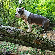 Buster joined the competition — help win amazing prizes! adventure, animal, canine, daylight, dog, ears, fallen_tree, forest, fur, greenery, moss, muzzle, nature, outdoor, pet, standing, tail, tree, walking, woods