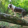 adventure, animal, canine, daylight, dog, ears, fallen_tree, forest, fur, greenery, moss, muzzle, nature, outdoor, pet, standing, tail, tree, walking, woods