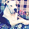 Buster is registered to the contest to win money with this photo: affection, animal, black_dog, blanket, cartoon_character, checkered_blanket, close_up, couch, cozy, cute, dog, furniture, hearts, indoor, love, lying_down, patterned_blanket, pet, relaxed, white_dog