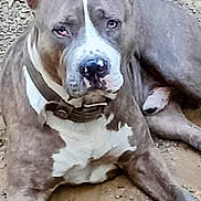 Koo is registered to the contest to win money with this photo: dog, pitbull, animal, pet, collar, outdoor, lying_down, closeup, fur, face, ears, eyes, nose, muzzle, paw, ground, canine, resting, brown, white