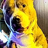 Koo is registered to the contest to win money with this photo: dog, close_up, indoor, warm_lighting, yellow_light, purple_light, pet, canine, face, fur, animal, portrait, hand, wooden_wall, curious, looking, domestic, friendly, muzzle, ears