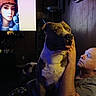 Koo is registered to the contest to win money with this photo: dog, person, indoor, television, wooden_wall, lamp, couch, hand, face, watching_tv, red_hat, portrait, pet, relaxing, brown_dog, human_interaction, dim_lighting, living_room, artistic_display, cozy