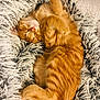 abyssinian, animal, bed, bedroom, blanket, canine, cat, couch, dog, furniture, homedecor, indoors, kitten, manx, person, pet, puppy, quilt, room, sleeping