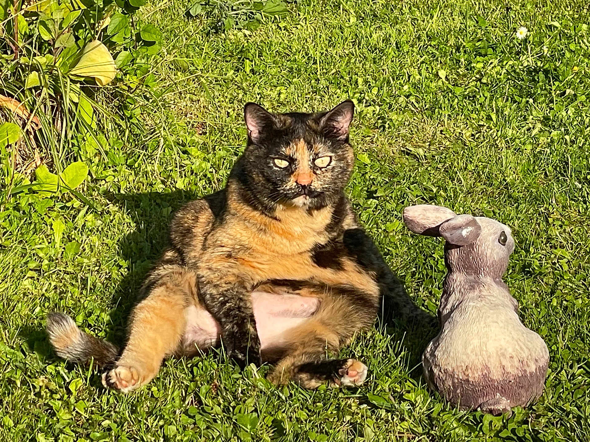 Cleo