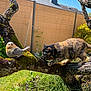 cat, bird_statue, tree_branch, moss, garden, grass, plants, sunlight, outdoor, curious, animal, feline, nature, wood, foliage, shrub, tortoiseshell_cat, pet, daylight, scenery