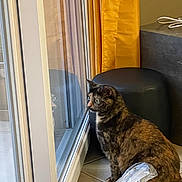 Cleo a rejoint le concours — aidez-le/la à gagner de superbes lots ! cat, tortoiseshell_cat, reflection, glass_door, curtain, yellow_curtain, ottoman, black_ottoman, tile_floor, plastic_bag, indoor, window, looking, side_view, pet, domestic_animal, home, furniture, quiet, curious