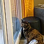 cat, tortoiseshell_cat, reflection, glass_door, curtain, yellow_curtain, ottoman, black_ottoman, tile_floor, plastic_bag, indoor, window, looking, side_view, pet, domestic_animal, home, furniture, quiet, curious