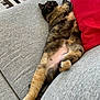 Cleo a rejoint le concours — aidez-le/la à gagner de superbes lots ! cat, tortoiseshell, feline, pet, relaxed, sleeping, couch, sofa, red_pillow, grey_fabric, indoor, cozy, stretched_out, fur, whiskers, tabby, animal, nap, home, comfort