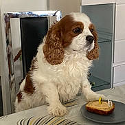 Orion participe au concours pour gagner de l'argent avec cette photo : dog, cavalier_king_charles_spaniel, pet, birthday, cake, candle, indoors, home, table, plate, sitting, white_and_brown, floppy_ears, long_fur, portrait, celebration, dining_room, furniture, cute, photography