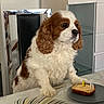 dog, cavalier_king_charles_spaniel, pet, birthday, cake, candle, indoors, home, table, plate, sitting, white_and_brown, floppy_ears, long_fur, portrait, celebration, dining_room, furniture, cute, photography