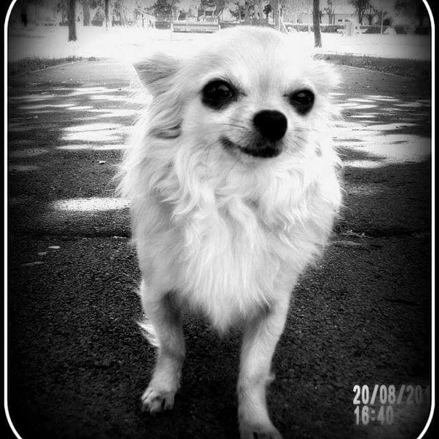 Princesse participe au concours pour gagner de l'argent avec cette photo : alone, animal, black_and_white, calm, cute, dog, fluffy, framed, fur, nature, nostalgic, outdoor, park, pet, portrait, road, shadow, small_dog, timestamp, vintage_style