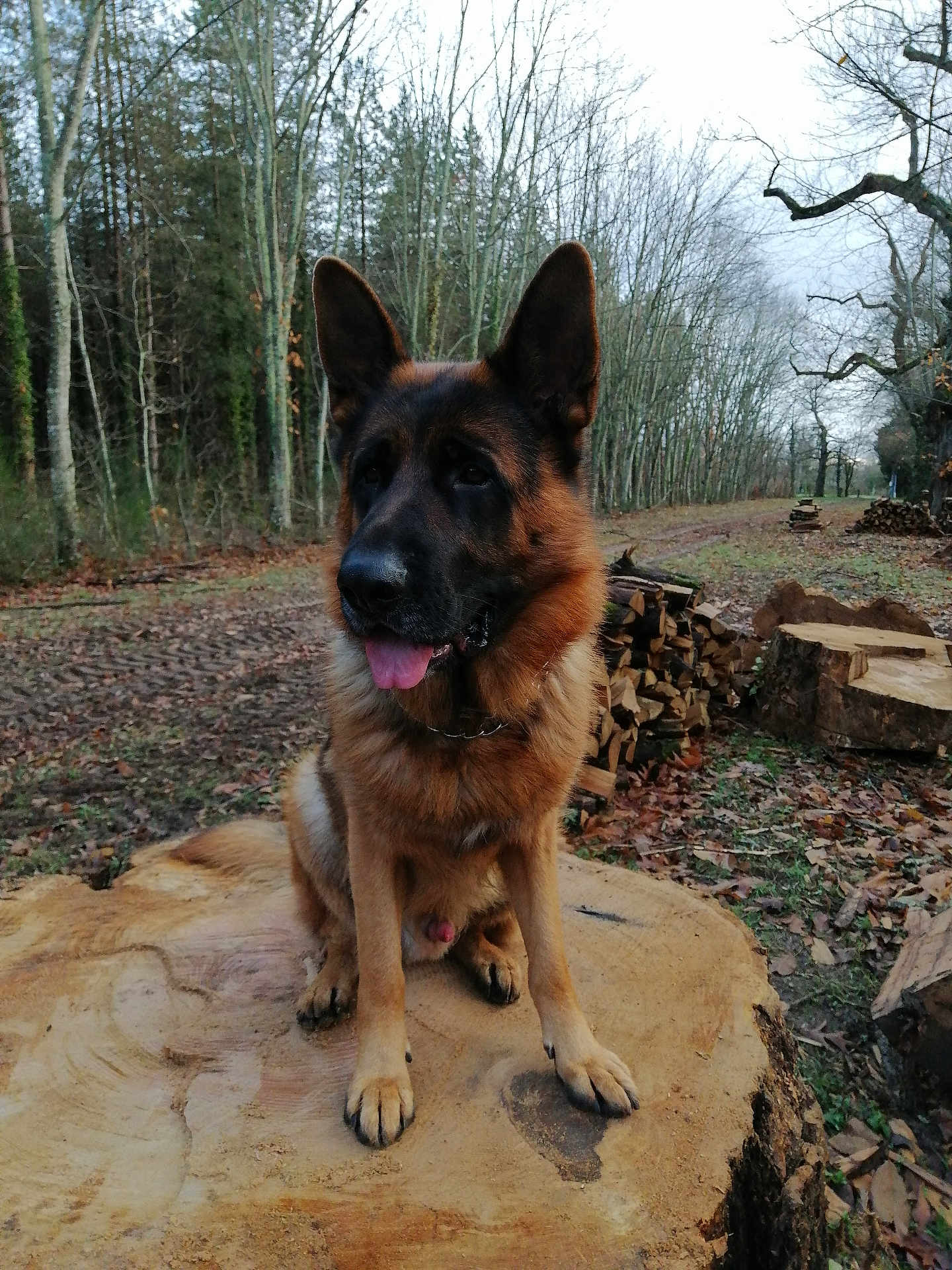 Sam participe au concours pour gagner de l'argent avec cette photo : dog, german_shepherd, animal, sitting, tree_stump, forest, wood, outdoor, nature, leaves, trees, stacked_wood, tongue_out, ears_up, canine, pet, daylight, fur, muzzle, alert