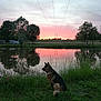 Sam a rejoint le concours — aidez-le/la à gagner de superbes lots ! dog, german_shepherd, pond, sunset, grass, trees, reflection, water, sky, clouds, nature, outdoor, animal, field, power_lines, rural, calm, peaceful, landscape, sitting