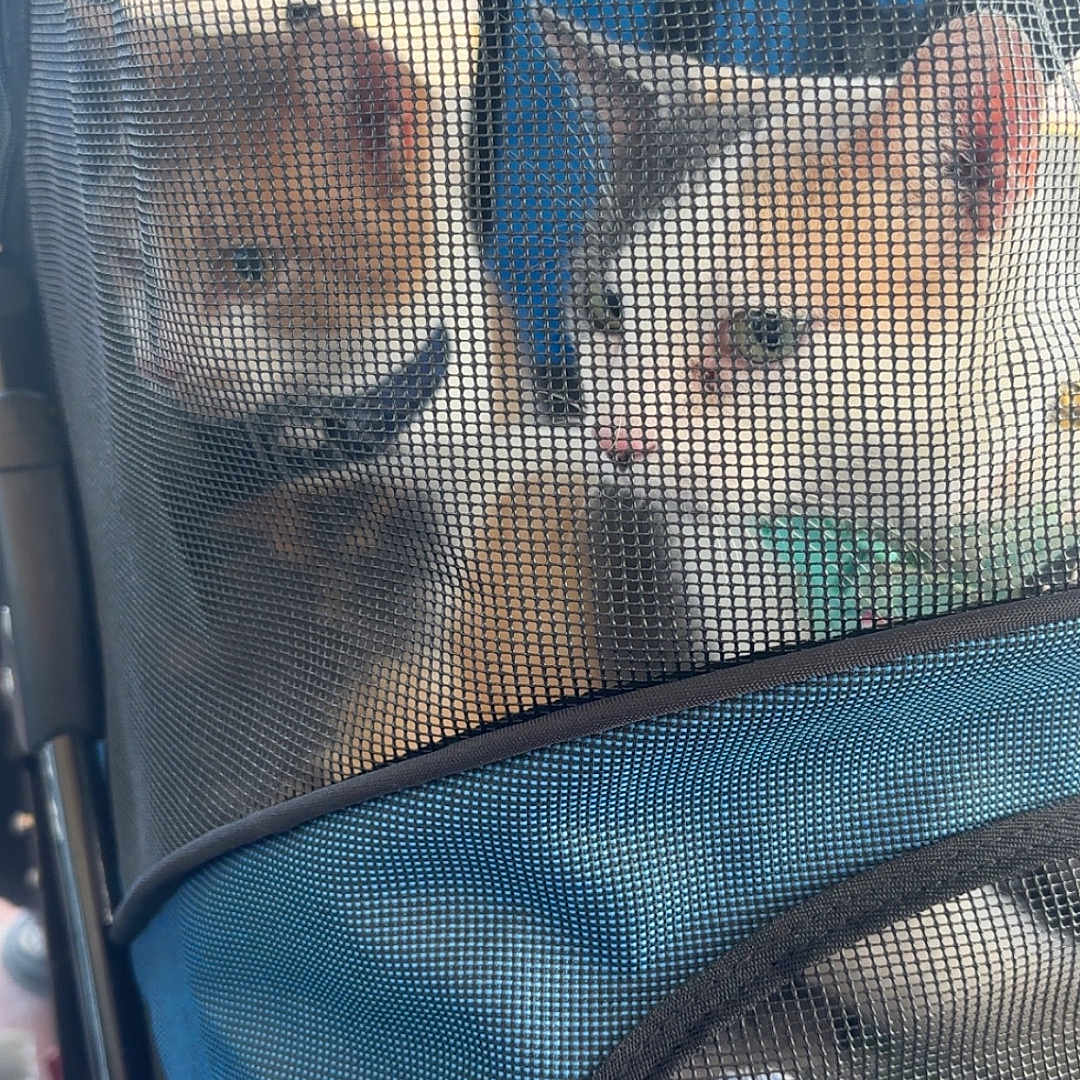 Malcom is registered to the contest to win money with this photo: cats, two_cats, pet_carrier, mesh, blue, outdoor, transportation, pets, feline, animal, curious, sitting, close_up, whiskers, ears, eyes, tabby, white_cat, orange_cat, street