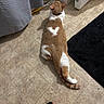 Malcom joined the competition — help win amazing prizes! cat, brown_and_white, pet, animal, indoors, kitchen, tile_floor, lying_down, back_view, heart_shaped_marking, striped_tail, white_paws, collar, feline, household, rug, curtain, cleaning_tools, casual_photo, floor