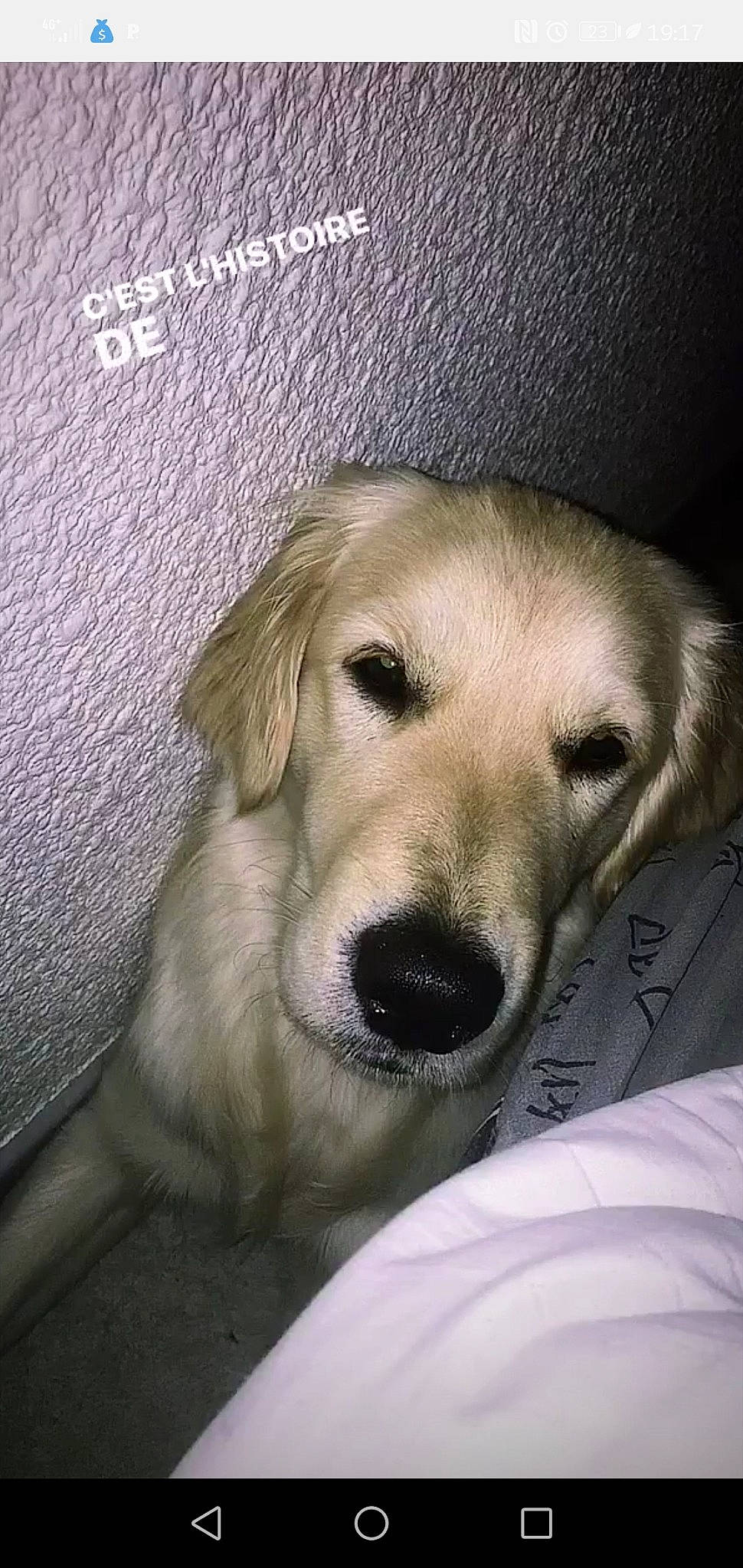 Rasta participe au concours pour gagner de l'argent avec cette photo : beagador, canidae, carnivore, companion_dog, dog, dog_breed, fawn, golden_retriever, labrador_retriever, mammal, nose, puppy, rare_breed_dog, retriever, snout, sporting_group, vertebrate, whiskers