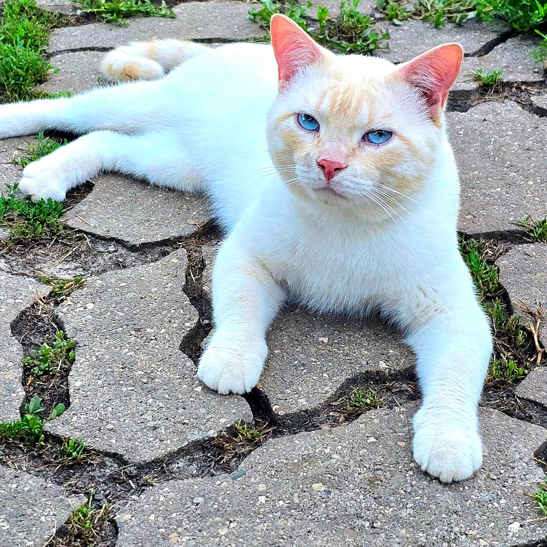 Ghost joined the competition — help win amazing prizes! angora, animal, architecture, building, cat, flagstone, grass, kitten, limestone, manx, path, pet, plant, road, rock, sidewalk, slate, soil, walkway, wall
