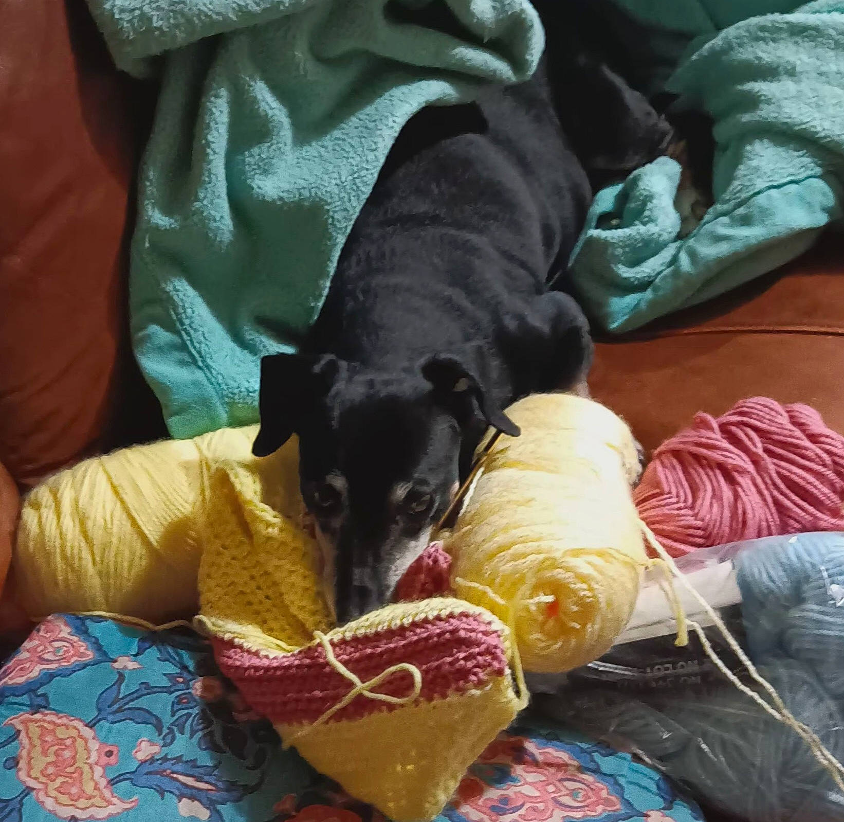 Nich is registered to the contest to win money with this photo: canidae, carnivore, comfort, companion_dog, dog, dog_breed, dog_supply, guard_dog, lap, linens, nap, puppy, russkiy_toy, sitting, sporting_group, toy_dog, working_animal