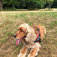 Oscar participe au concours pour gagner de l'argent avec cette photo : dog, golden_retriever, curly_ears, harness, tongue_out, grass, dry_grass, park, trees, outdoor, pet, canine, nature, animal, resting, summer, daytime, cute, friendly, mammal