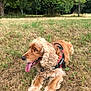 dog, golden_retriever, curly_ears, harness, tongue_out, grass, dry_grass, park, trees, outdoor, pet, canine, nature, animal, resting, summer, daytime, cute, friendly, mammal