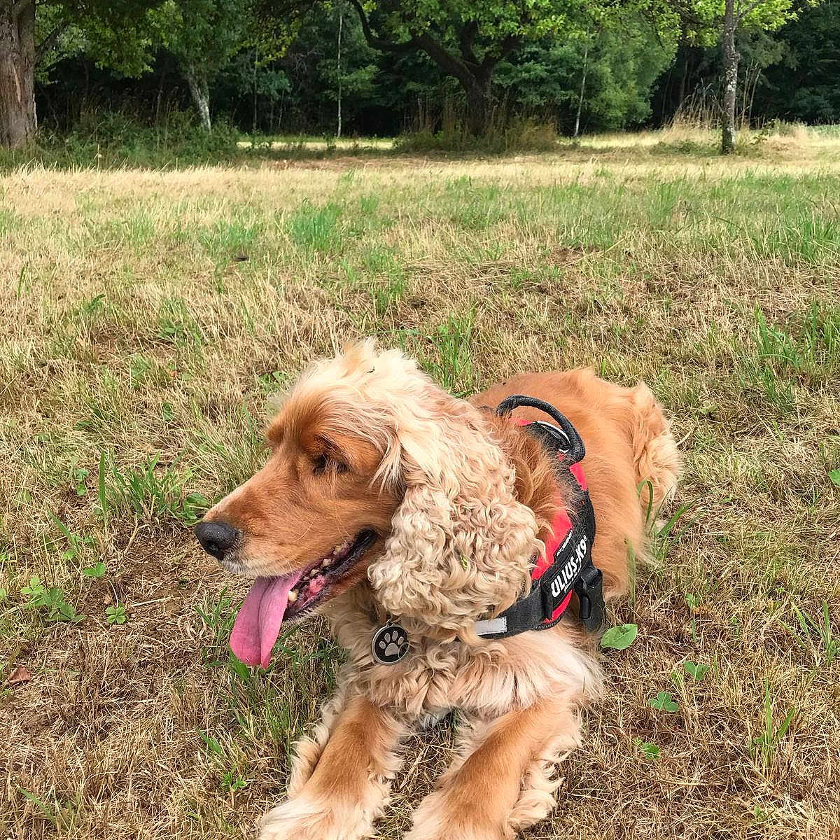 Oscar participe au concours pour gagner de l'argent avec cette photo : animal, canine, curly_ears, cute, daytime, dog, dry_grass, friendly, golden_retriever, grass, harness, mammal, nature, outdoor, park, pet, resting, summer, tongue_out, trees