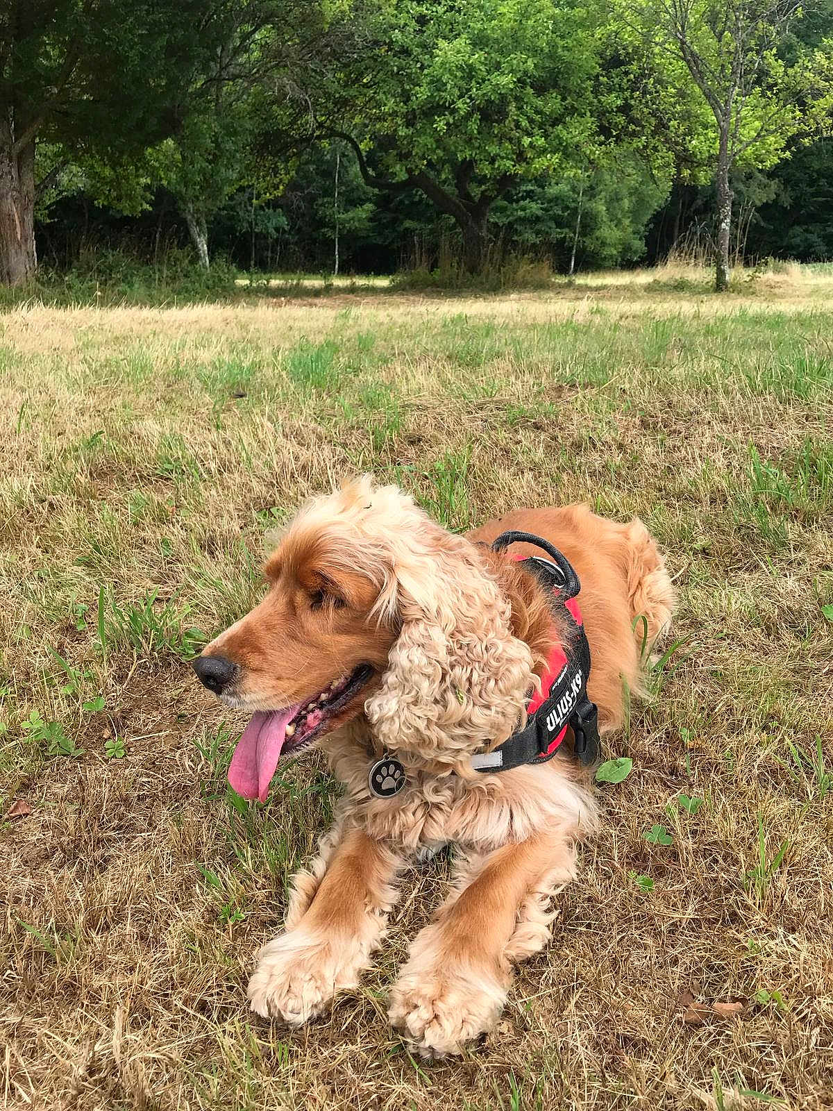 Oscar participe au concours pour gagner de l'argent avec cette photo : dog, golden_retriever, curly_ears, harness, tongue_out, grass, dry_grass, park, trees, outdoor, pet, canine, nature, animal, resting, summer, daytime, cute, friendly, mammal