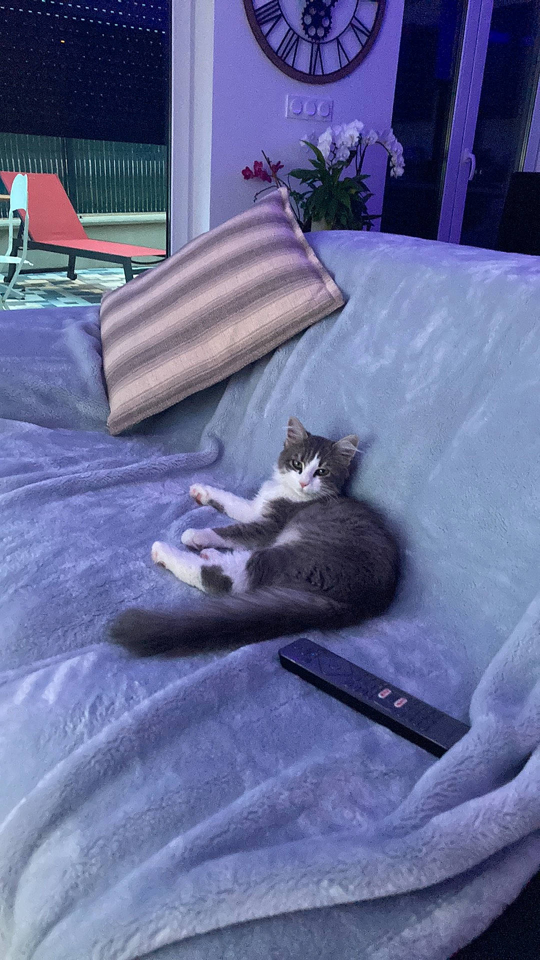 Pitch a rejoint le concours — aidez-le/la à gagner de superbes lots ! carnivore, cat, comfort, couch, felidae, flooring, flowerpot, grey, hardwood, houseplant, interior_design, linens, living_room, picture_frame, plant, purple, small_to_medium_sized_cats, textile, whiskers, wood