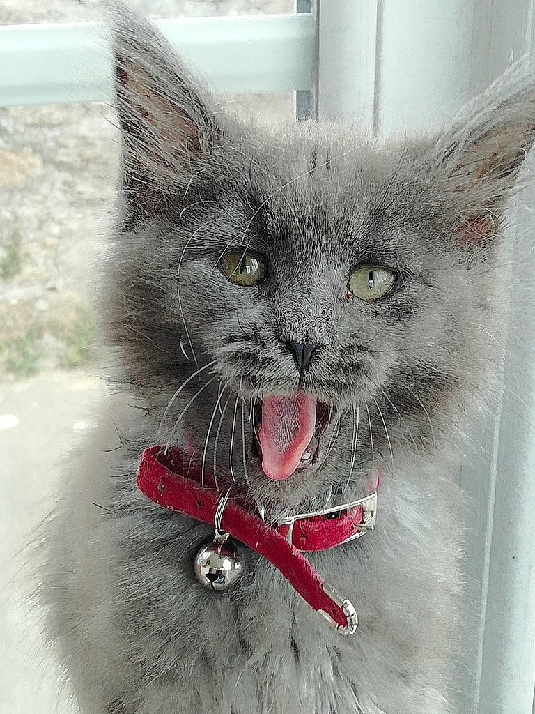 Louligue a rejoint le concours — aidez-le/la à gagner de superbes lots ! carnivore, cat, cat_supply, cat_toy, claw, domestic_short_haired_cat, felidae, fur, grey, iris, paw, photo_caption, small_to_medium_sized_cats, snout, whiskers, window