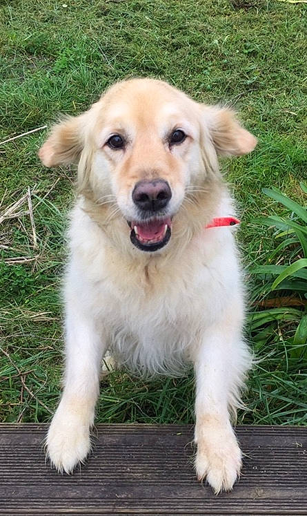 Hima participe au concours pour gagner de l'argent avec cette photo : canidae, carnivore, companion_dog, dog, dog_breed, fawn, fur, grass, plant, snout, sporting_group, tail, terrestrial_animal, whiskers, working_dog