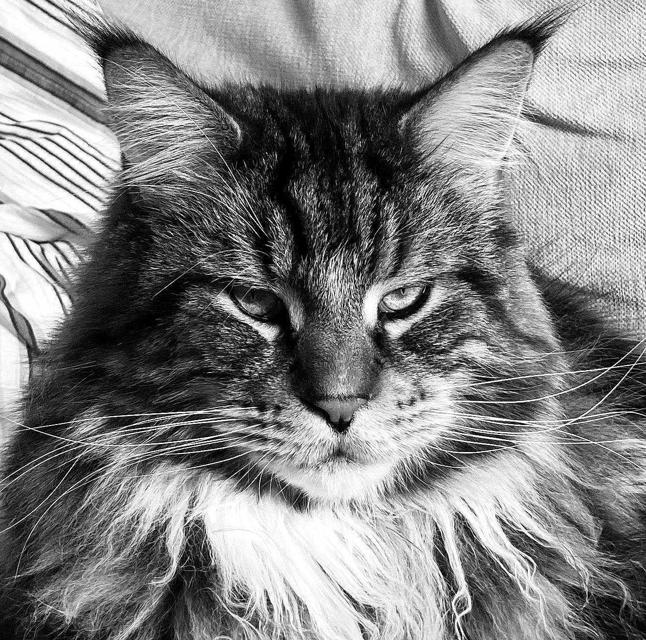 Pacha participe au concours pour gagner de l'argent avec cette photo : art, carnivore, cat, close_up, domestic_short_haired_cat, drawing, felidae, fur, grey, iris, maine_coon, monochrome, monochrome_photography, paw, small_to_medium_sized_cats, snout, terrestrial_animal, whiskers, wildlife, window