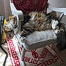 cat, fluffy, rocking_chair, white_chair, cushion, red_rug, patterned_rug, yellow_backpack, wooden_floor, sunlight, indoor, relaxing, sleeping_cat, pet, feline, cozy, home, furniture, resting, paw