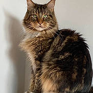 Pacha a rejoint le concours — aidez-le/la à gagner de superbes lots ! cat, tabby, fluffy, green_eyes, sitting, wooden_surface, indoor, pet, animal, fur, portrait, feline, whiskers, ears, paws, domestic_cat, looking_at_camera, calm, house_pet, mammal