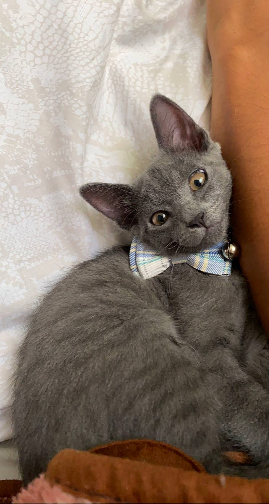 Benito joined the competition — help win amazing prizes! carnivore, cat, claw, comfort, domestic_short_haired_cat, ear, fawn, felidae, fur, grey, russian_blue, sitting, small_to_medium_sized_cats, snout, tail, terrestrial_animal, whiskers