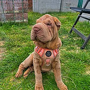 Luna is registered to the contest to win money with this photo: dog, shar_pei, puppy, grass, outdoor, harness, pet, animal, sitting, wrinkles, brown_fur, calm, construction_materials, chair, daylight, nature, cute, young, canine, leisure