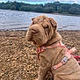 Luna is registered to the contest to win money with this photo: dog, puppy, shar_pei, wrinkles, pink_harness, lake, water, rocks, shore, outdoor, nature, cloudy_sky, trees, pet, sitting, canine, fur, leash, daytime, scenic