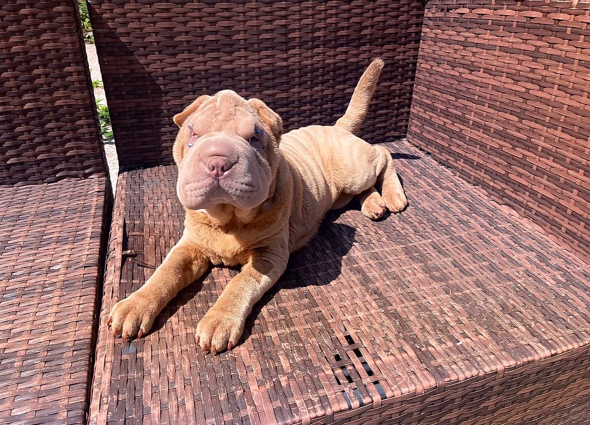 Luna joined the competition — help win amazing prizes! dog, puppy, shar_pei, wrinkles, outdoor, sunlight, wicker_chair, brown, pet, animal, relaxed, curious, furniture, texture, paw, snout, tail, daylight, resting, canine