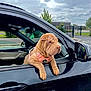 Luna joined the competition — help win amazing prizes! dog, shar_pei, car, window, harness, wrinkles, black_car, parking_lot, cloudy_sky, outdoor, pet, animal, leisure, vehicle, road, fence, tree, side_mirror, paw, resting