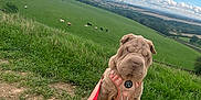 Luna is registered to the contest to win money with this photo: dog, puppy, shar_pei, leash, harness, grass, hill, countryside, field, cows, clouds, sky, nature, outdoor, farm, rural, greenery, animal, pet, landscape