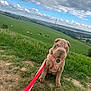 animal, clouds, countryside, cows, dog, farm, field, grass, greenery, harness, hill, landscape, leash, nature, outdoor, pet, puppy, rural, shar_pei, sky