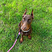 Kaia is registered to the contest to win money with this photo: alert, animal, brown, canine, collar, cute, doberman, dog, ears, grass, leash, looking_up, nature, outdoor, pet, playful, puppy, sitting, summer, young