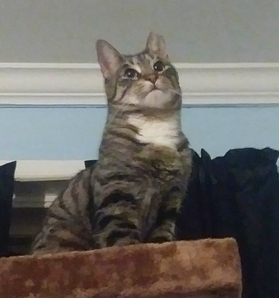 Cricket is registered to the contest to win money with this photo: carnivore, cat, comfort, domestic_short_haired_cat, felidae, fur, paw, small_to_medium_sized_cats, snout, tail, terrestrial_animal, whiskers, window, wood