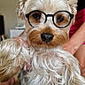 dog, glasses, pet, cute, fluffy, indoor, fur, portrait, animal, eyewear, closeup, face, small_dog, whiskers, domestic_animal, canine, brown, white, nostrils, ears