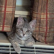 Maximus is registered to the contest to win money with this photo: kitten, cat, tabby, curtains, indoor, pet, animal, resting, paws, vent, home, cute, curious, feline, young, striped, cozy, looking, ears, whiskers