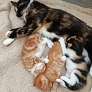 Chikita a rejoint le concours — aidez-le/la à gagner de superbes lots ! cat, cats, kittens, mother_cat, calico, orange_tabby, newborn, sleeping, nursing, cuddling, furry, whiskers, paws, pink_paw_pads, indoors, carpet, cozy, family, pet, animal_portrait