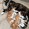 cat, cats, kittens, mother_cat, calico, orange_tabby, newborn, sleeping, nursing, cuddling, furry, whiskers, paws, pink_paw_pads, indoors, carpet, cozy, family, pet, animal_portrait