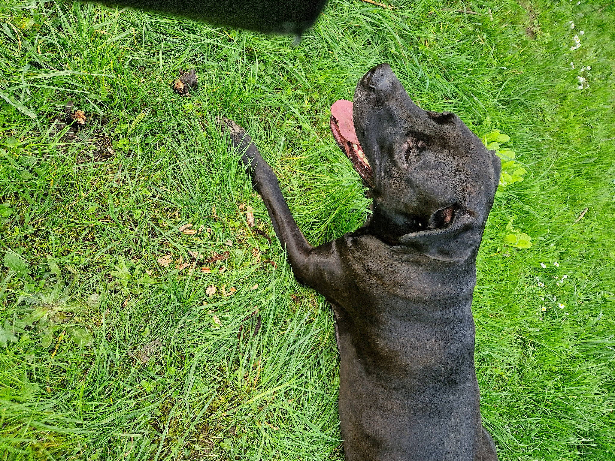 Ice participe au concours pour gagner de l'argent avec cette photo : carnivore, dog, dog_breed, fawn, felidae, fur, gesture, grass, groundcover, koala, paw, plant, snout, tail, terrestrial_animal, tree, trunk, whiskers, wood, working_animal