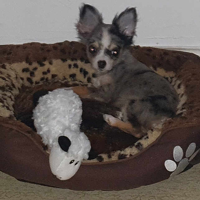 Mylo