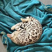 Amazon Et Amaïa participe au concours pour gagner de l'argent avec cette photo : cat, sleeping, blanket, teal, spotted, feline, fur, animal, resting, cozy, cute, pet, indoor, soft, relaxed, pattern, curled_up, comfort, peaceful, domestic