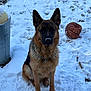 Youtoo a rejoint le concours — aidez-le/la à gagner de superbes lots ! dog, german_shepherd, snow, outdoor, animal, pet, basketball, deflated_ball, cold, winter, fur, canine, sitting, metal_container, play, nature, quiet, daylight, muzzle, ears